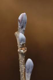 Attēlu rezultāti vaicājumam “Alnus glutinosa bud”