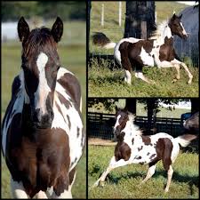 Image result for Bletchingly Badminton Club