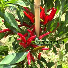Afbeeldingsresultaat voor chile de arbol hot pepper