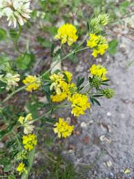 Attēlu rezultāti vaicājumam “Medicago sativa subsp. falcata”