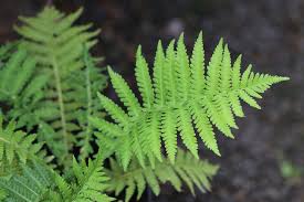 Attēlu rezultāti vaicājumam “Matteuccia struthiopteris”