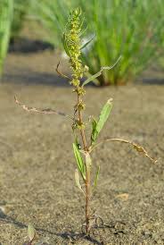 Attēlu rezultāti vaicājumam “Rumex aquaticus fruit”