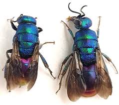 Attēlu rezultāti vaicājumam “Hedychrum sp.”