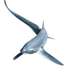 Image result for Alopias pelagicus