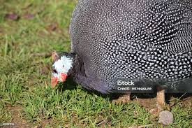 Attēlu rezultāti vaicājumam “Numida meleagris”