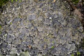 Attēlu rezultāti vaicājumam “Peltigera praetextata”