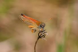 Attēlu rezultāti vaicājumam “Thymelicus sylvestris female”