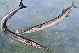 Attēlu rezultāti vaicājumam “Belone belone”