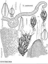 Attēlu rezultāti vaicājumam “Syntrichia”