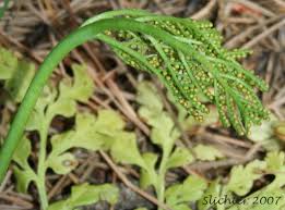 Attēlu rezultāti vaicājumam “Botrychium multifidum”