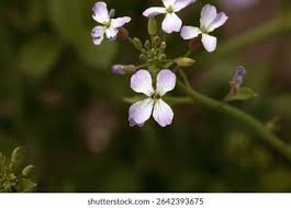 Attēlu rezultāti vaicājumam “Raphanus raphanistrum flower”