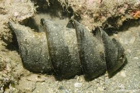 Image result for Heterodontus portusjacksoni