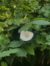 Attēlu rezultāti vaicājumam “Calystegia inflata”