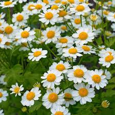 Image result for Tanacetum parthenium