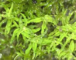 Attēlu rezultāti vaicājumam “Barbula”