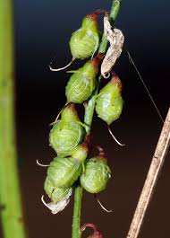 Attēlu rezultāti vaicājumam “Melilotus wolgicus flower”