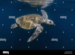 Image result for Lepidochelys olivacea