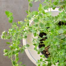Image result for Oregano