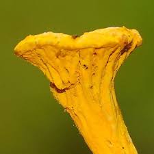 Attēlu rezultāti vaicājumam “Phleogena faginea young”