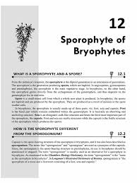 Attēlu rezultāti vaicājumam “Encalypta streptocarpa sporophyte”