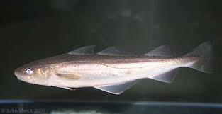 Image result for Microgadus tomcod