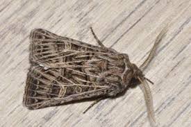 Attēlu rezultāti vaicājumam “Tholera decimalis”