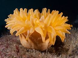 Attēlu rezultāti vaicājumam “Urocystis anemones”