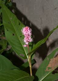 Attēlu rezultāti vaicājumam “Polygonum amphibium leaf”
