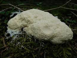 Attēlu rezultāti vaicājumam “Fuligo septica var. candida macro”