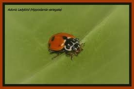 Attēlu rezultāti vaicājumam “Rhynchaenus lonicerae”