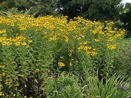Image result for Inula hirta