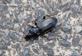 Attēlu rezultāti vaicājumam “Pterostichus quadrifoveolatus”