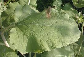 Attēlu rezultāti vaicājumam “Arctium tomentosum leaf”