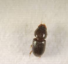 Attēlu rezultāti vaicājumam “Aphodius sp.”