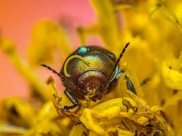 Attēlu rezultāti vaicājumam “Potosia cuprea”