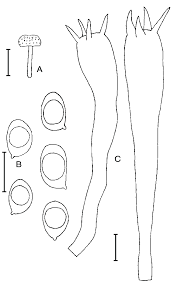 Attēlu rezultāti vaicājumam “Hygrocybe cantharellus”