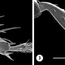 Attēlu rezultāti vaicājumam “Clivina fossor”