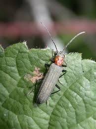 Attēlu rezultāti vaicājumam “Hylecoetus dermestoides male”