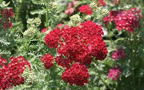 Attēlu rezultāti vaicājumam “Achillea salicifolia”