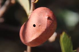 Attēlu rezultāti vaicājumam “Andricus quercuscorticis”