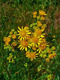 Attēlu rezultāti vaicājumam “Jacobaea vulgaris”