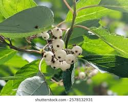 Attēlu rezultāti vaicājumam “Cornus sericea fruit”