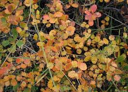 Attēlu rezultāti vaicājumam “Betula nana”