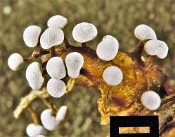 Attēlu rezultāti vaicājumam “Didymium bahiense macro”