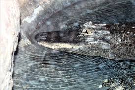 Image result for Alligator mississippiensis