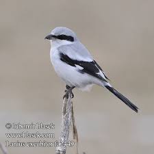 Attēlu rezultāti vaicājumam “Lanius excubitor adult”