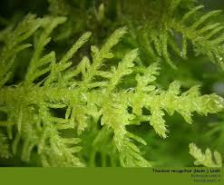 Attēlu rezultāti vaicājumam “Thuidium recognitum”