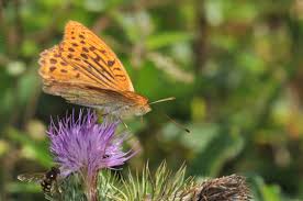 Attēlu rezultāti vaicājumam “Argynnis paphia pupa”