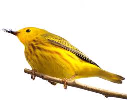 Image result for Dendroica petechia