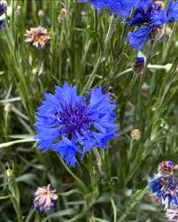 Image result for Centaurea cyanus